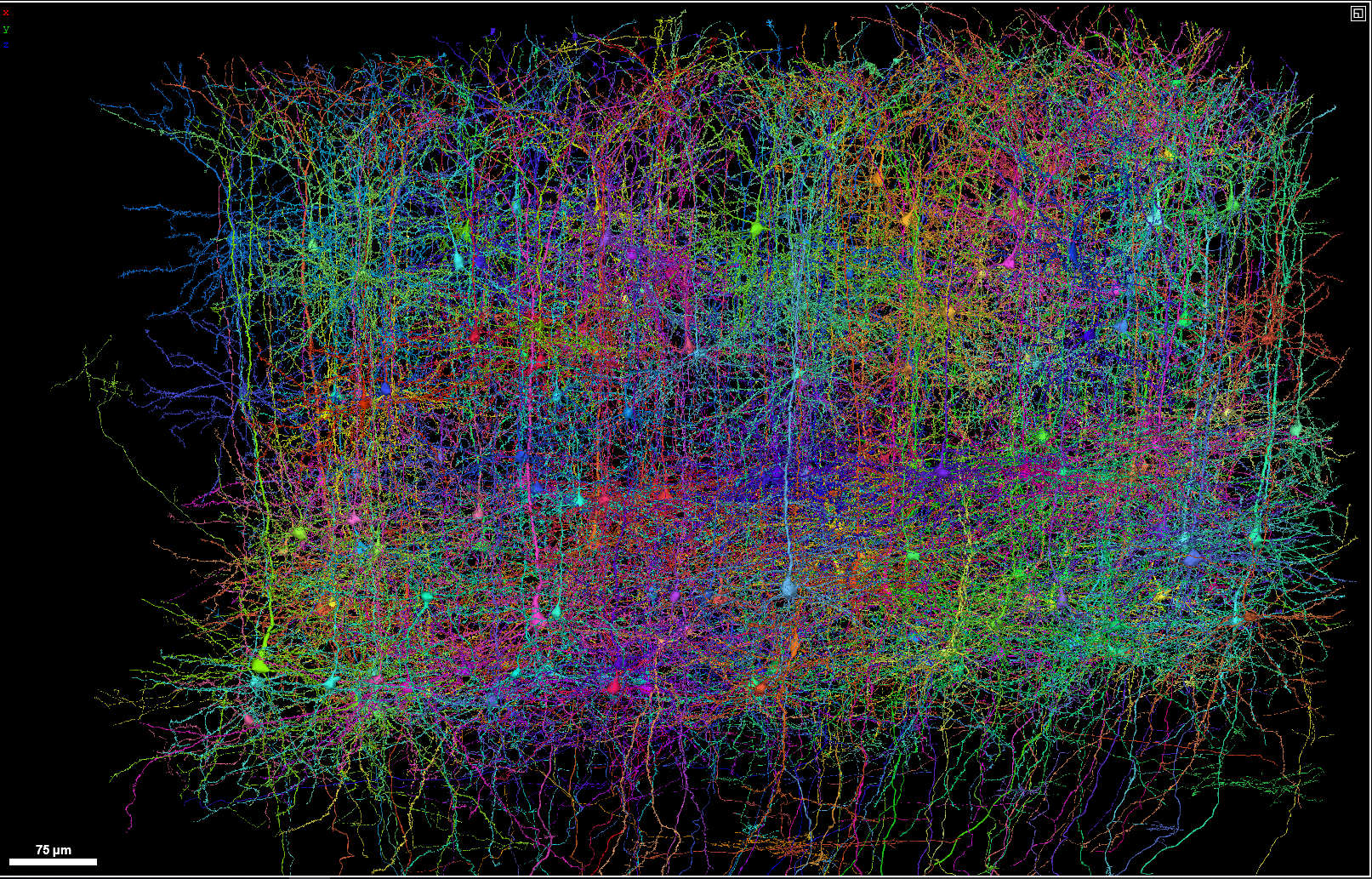 MICrONS Explorer: A virtual observatory of the cortex - The BRAIN