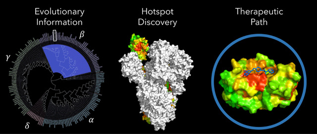 Diagram: Evolutionary information about SARVS-COV-2 enables hotspot discovery and discovery of theraputic path.