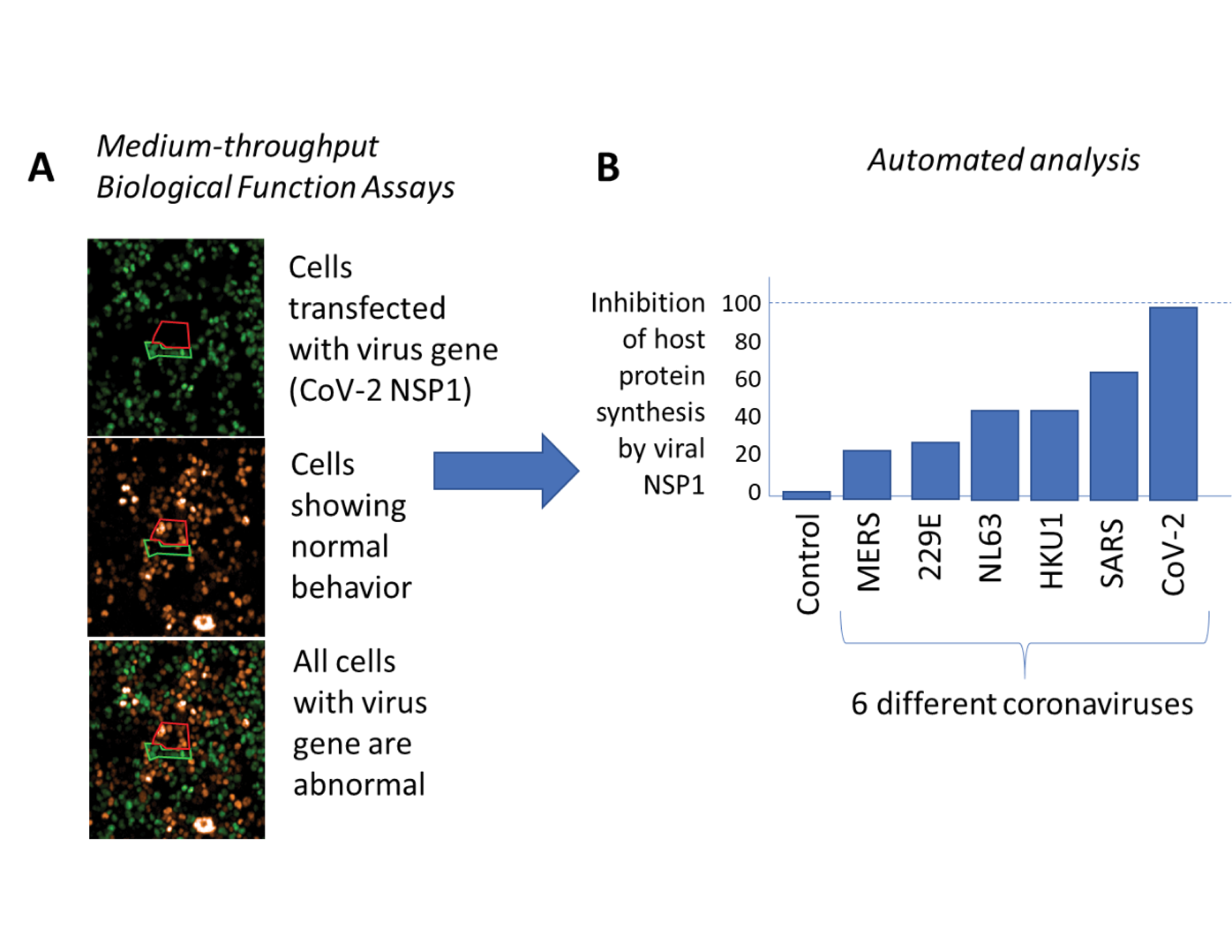 Diagram showing inhibition of host protein synthesis by viral NSP1 for 6 different coronaviruses and a control group.